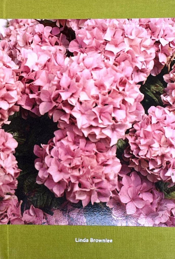 Hydrangea, Linda Brownlee