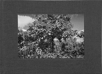 A Garden, John S. Webb