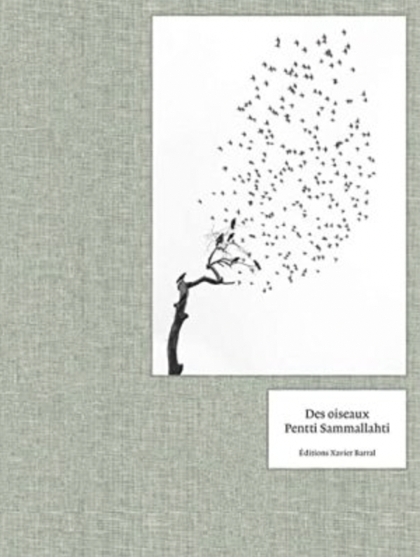 Des oiseaux Pentti Sammallahti