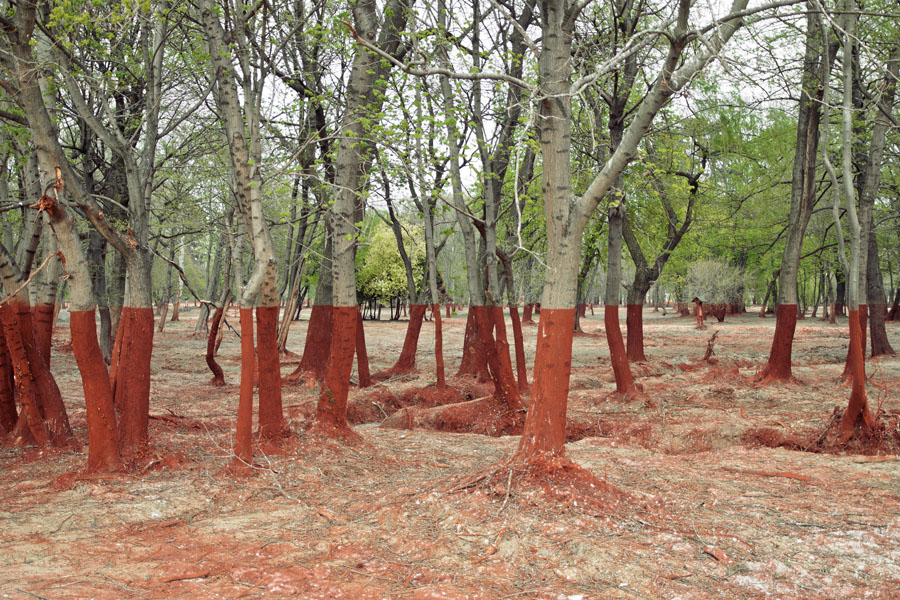 The Line, Palindromo Meszaros