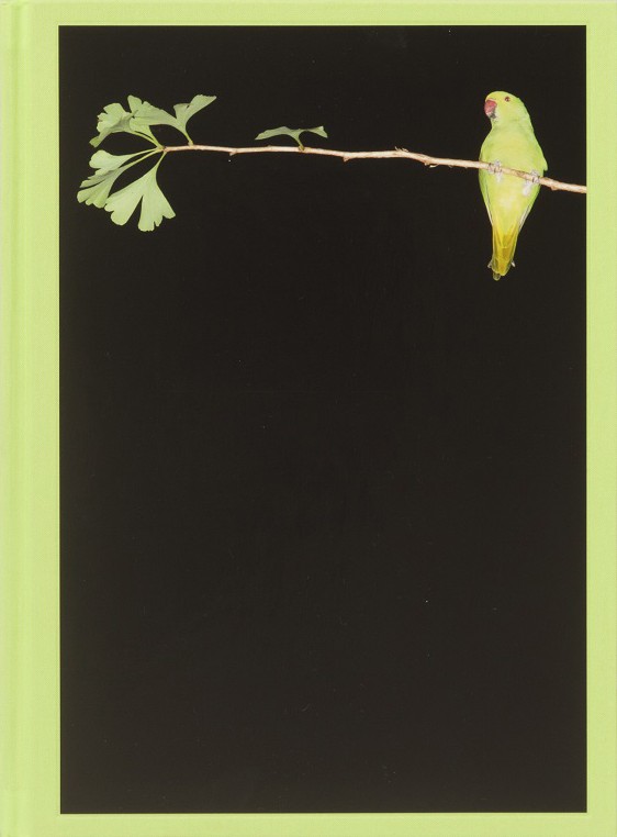 Tokyo Parrots, Yoshinori Mizutani