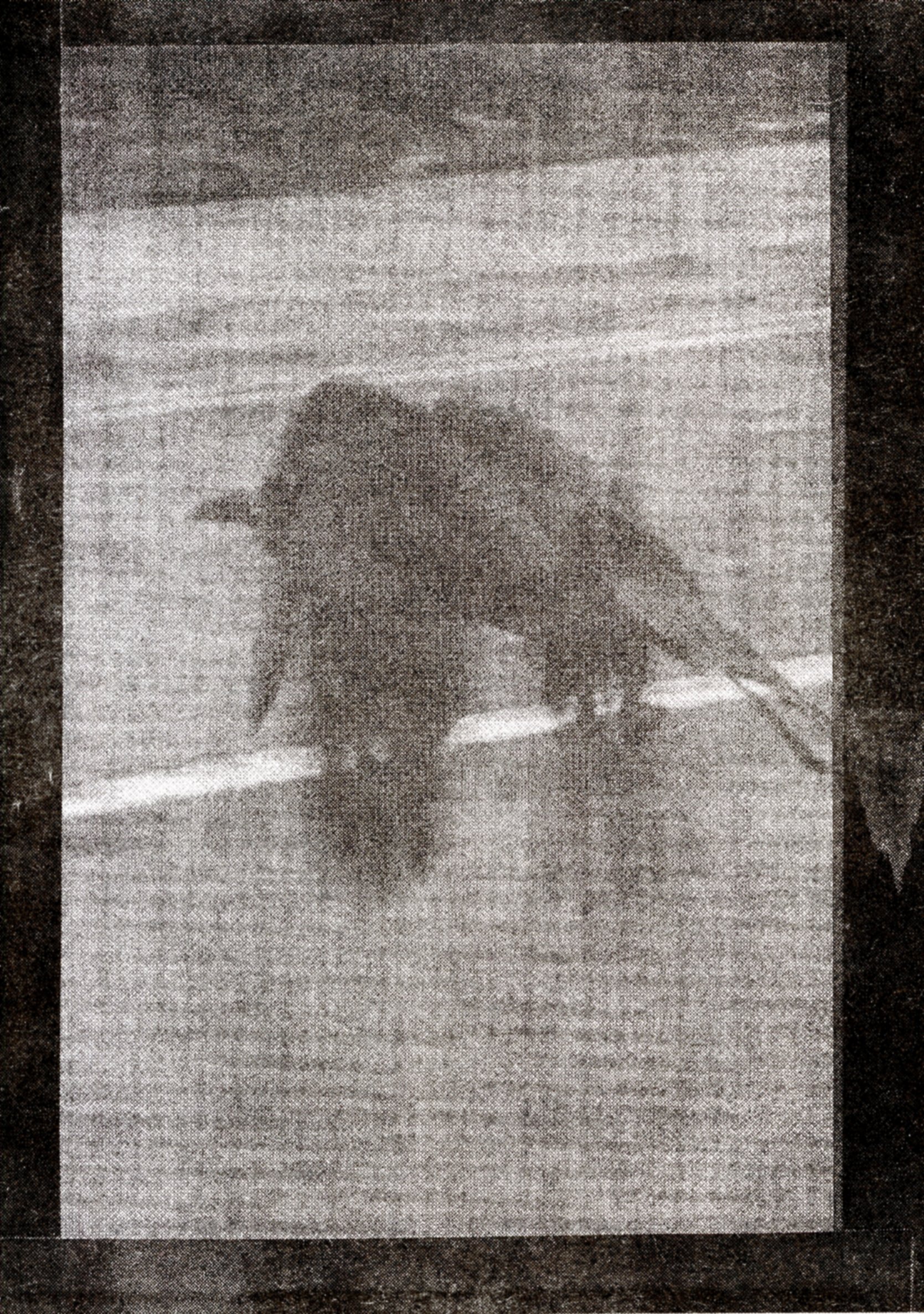 How to Train a Crow Dorje de Burgh and Una Mullally